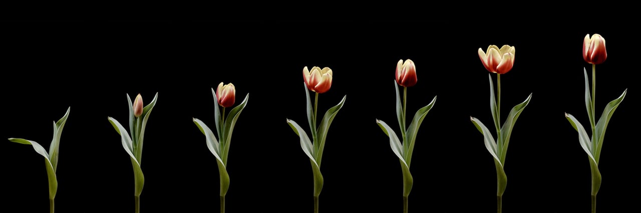 Credit: Luna Ikuta, Stages of “Life”, Remember Me, 2022. Courtesy of the artist