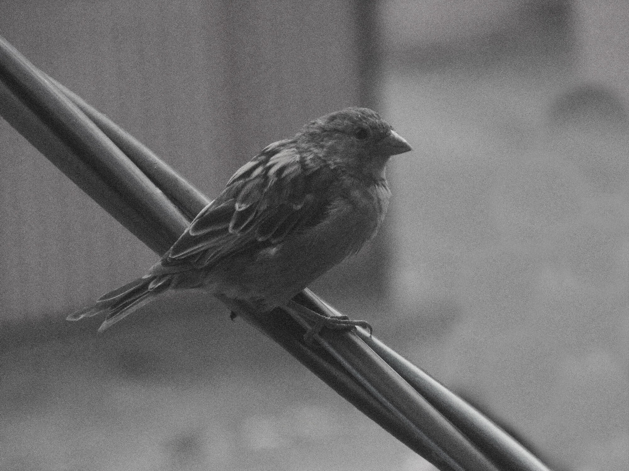 Chernaya Rechka, Sparrow, 2022