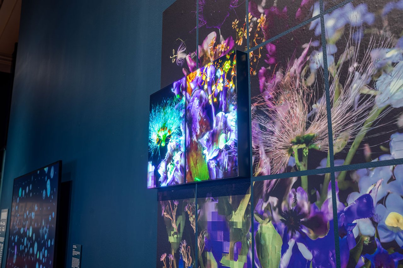 Installation view showing Sofia Crespo and Anna Ridler, 83 Seeds from a Vanishing Mountain (right). Courtesy of Toledo Museum of Art
