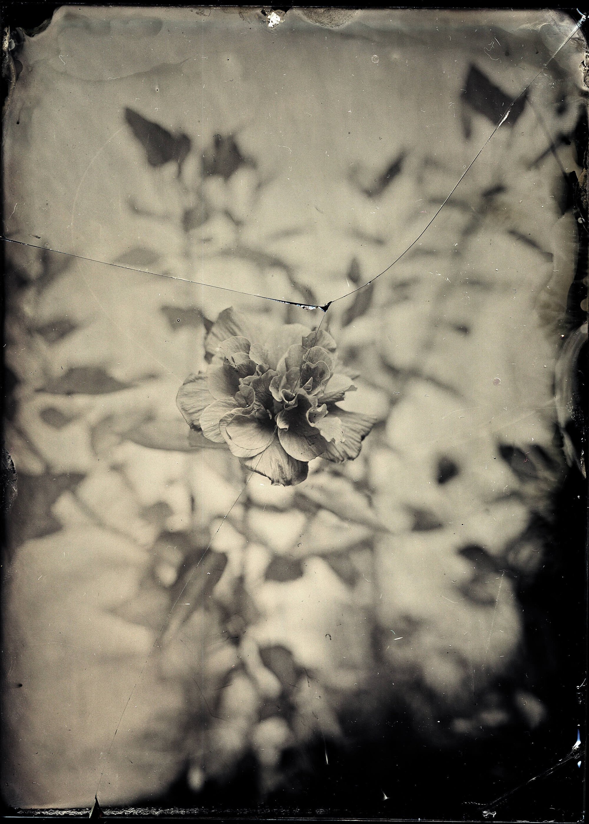 Agustob, Broken Flower, 2021. Courtesy of the artist