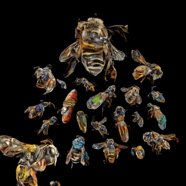 Sofia Crespo, Neural Swarm, 2022. Courtesy of the artist