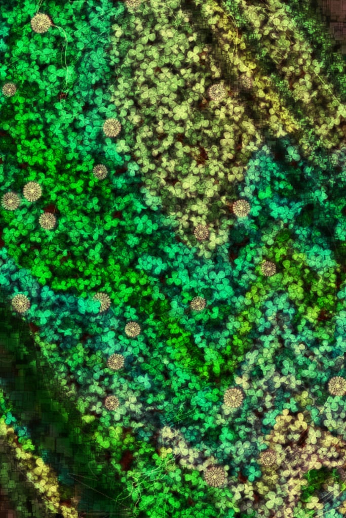 Lucky Clover image 2