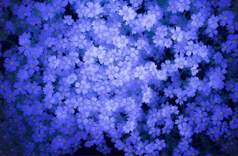 Kristina Podobed, Blue Flowers, 2021