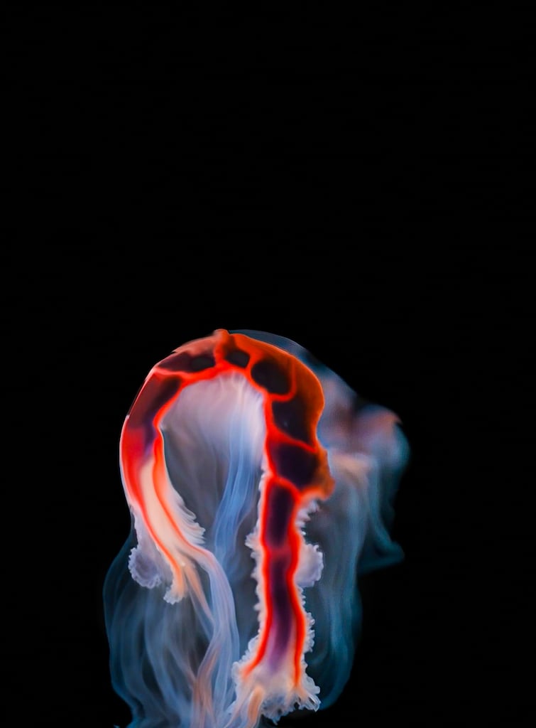 Embodied Simulation image 3