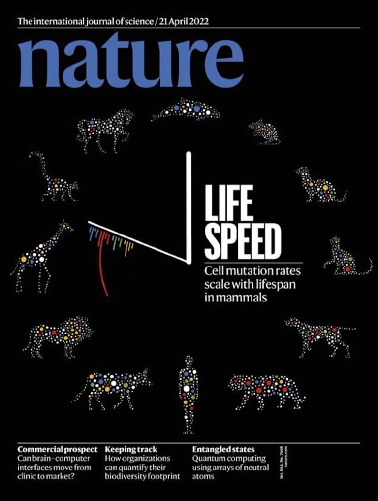 Alex Cagan, Cover illustration for Nature, April 21, 2022. Alex was also lead author for a research article on the relationships between mutations and aging. Courtesy of the artist